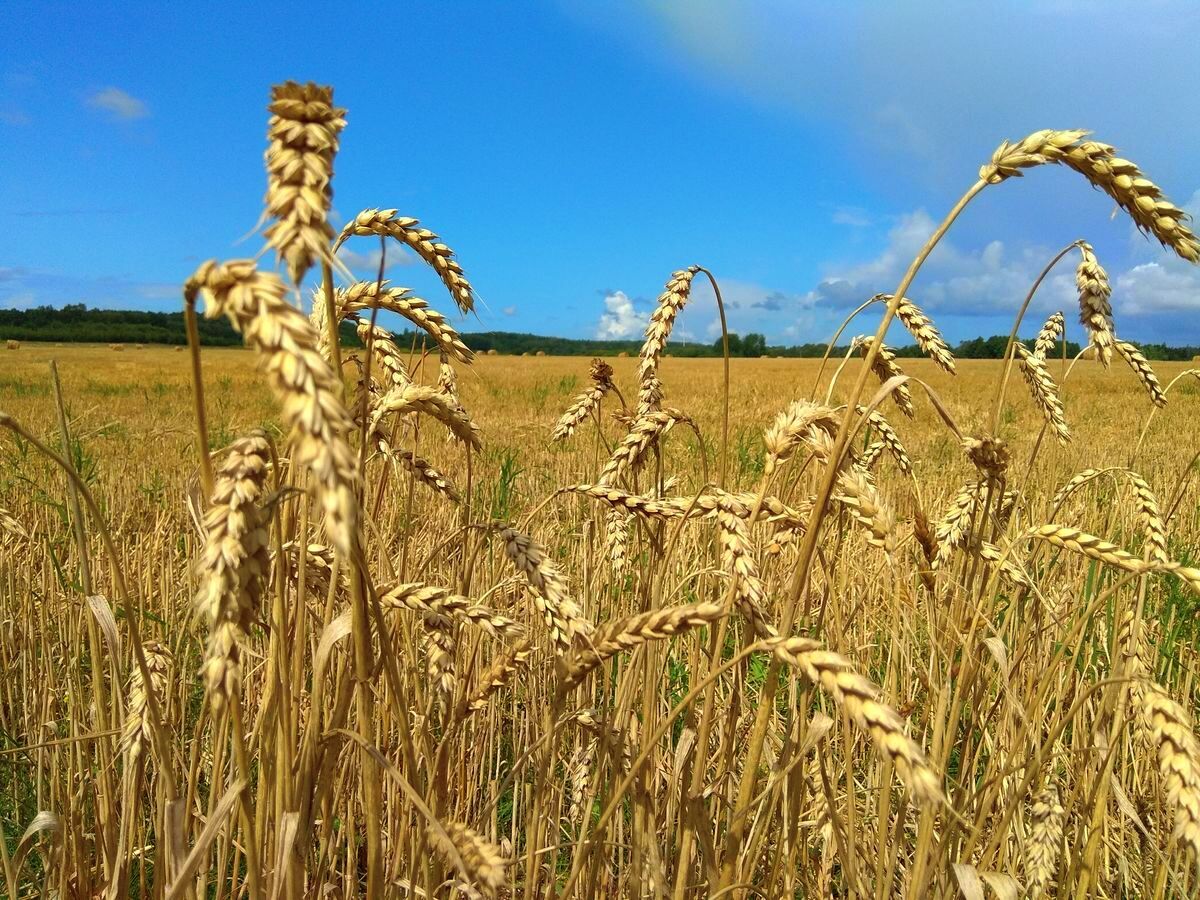 поле, село, агро, АПК, пшеница